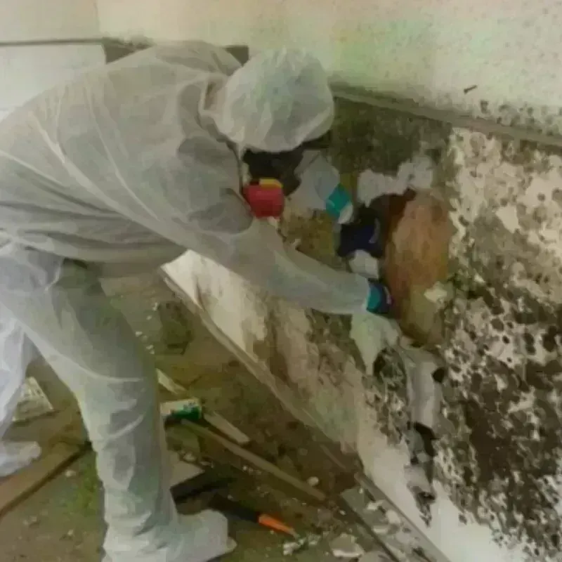 Mold Remediation and Removal in Cameron Park, TX